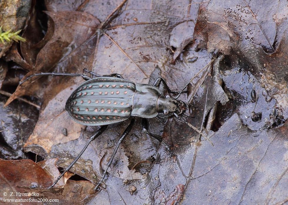 střevlík mřížkovaný, Limnocarabus clathratus auraniensis, Carabidae Carabinae (Brouci, Coleoptera)